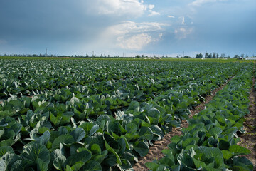 Rows of cabbage on an agricultural field.