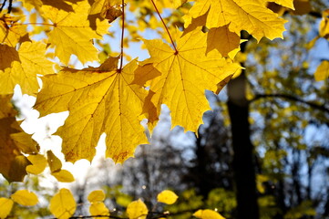 Close-up of a maple autumn leaf