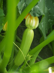 The fruits and flowers of zucchini grow on bushes.