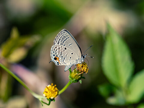 Luthrodes pandava on yellow flowers in a field under the sunlight with a blurry background