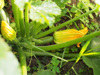 The fruits and flowers of zucchini grow on bushes.