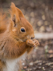 Eichhörnchen beim Fressen