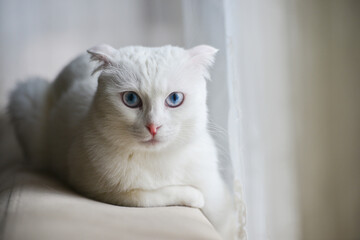 White Scottish fold kitten with blue eyes in natural window light