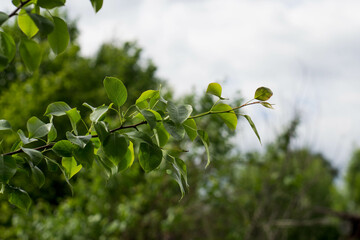 pear tree branch