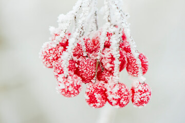 Rote Beeren im Frost im Winter