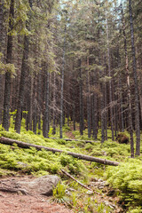 Forest trees with sidewalk of fern. Nature green wood lovely sunlight backgrounds.