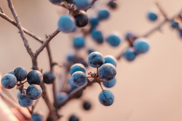 Wild blackthorn. Blue berries of blackthorn ripen on bushes
