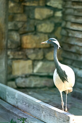 A lonely crane in a street aviary. Selective focus.