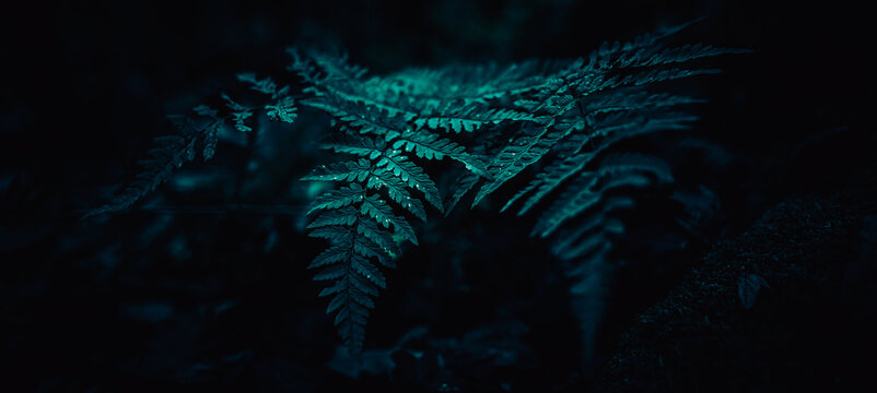 Farn Dark Forrest Plant Green Tropical Leaf Backround