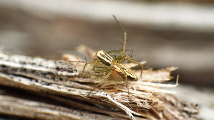 Lynx spider on a stick in Cotacachi, Ecuador