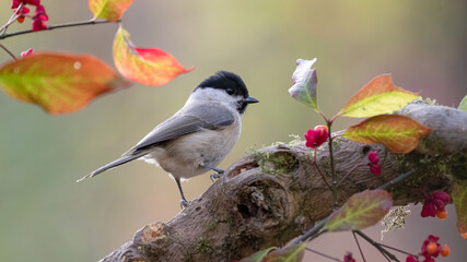 bird, natur, wild lebende tiere, tier, ast, wild, kohlmeise, grossartig, gering, 
