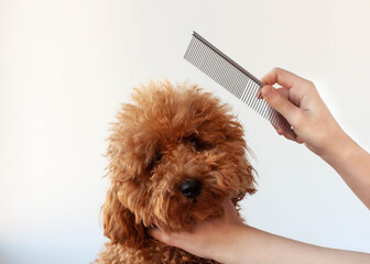 A hand holds the head of a shaggy poodle and a comb over the dog
