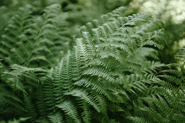 Close up of beautiful green ferns leaves plant. Beautiful background of young green fern leaves