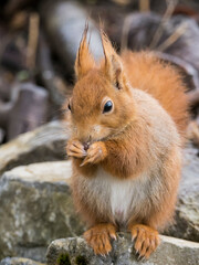 Eichhörnchen sitzt und frisst einen Sonnenblumenkern