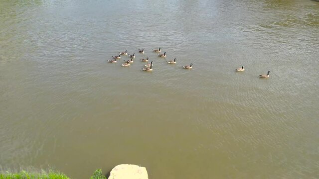 Canada Geese on Olentangy River