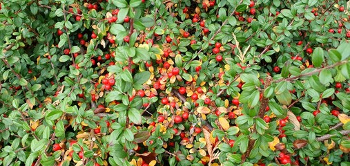 A beautiful plant with red berries. Red ripe cotoneaster berries. Red berry background. Cotoneaster bush with green leaves and berries.