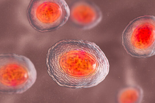 Ascaris lumbricoides unfertilized egg, illustration