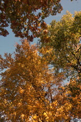 Converging Tree Tops with Green Gold and Orange Leaves Against True Blue Sky