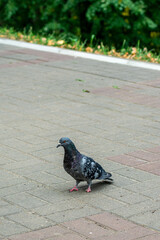 grey pigeon on the street of the city