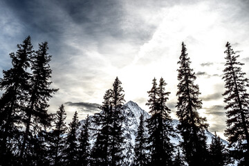 Black snowy trees over a mountain background