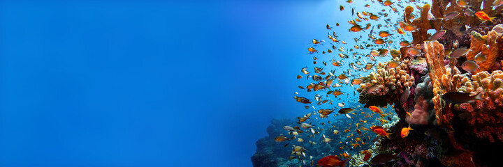 Red sea coral reef landscape with corals and damsel fishes banner background