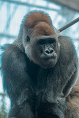 Portrait of a gorilla