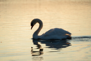 Swan at sunrise