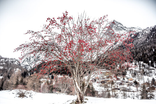Winter rowan covered in snow with a mountain background
