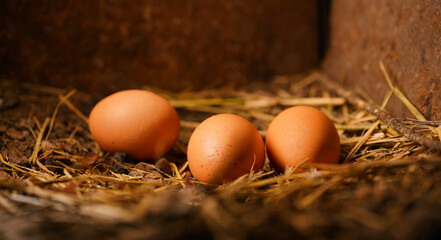 Close up of homemade chicken eggs on ground in henhouse.