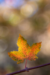 Isolated maple leaf on the branch starting to change color in the fall, with an out of focus background.