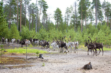 A herd of reindeer goes into the taiga