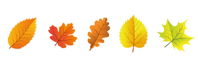 Autumn leaves, vector illustration, banner. Set of autumn leaves isolated on white background, cut out, clip.
