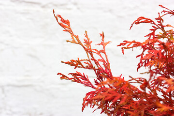 Thuja, tuja biota orientalis Morgan red branches on white background copy space. Popular ornamental...