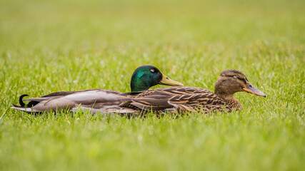 Zwei Enten liegen auf der Wiese und ruhe sich aus