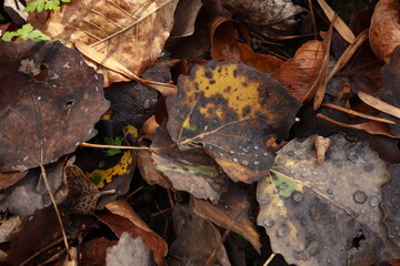 Dew drops on dry leaf, autumn