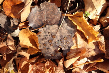 Dew drops on dry leaf, autumn