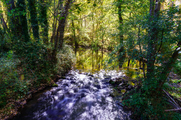 Stream between trees on an autumnal day with glare of sunlight.