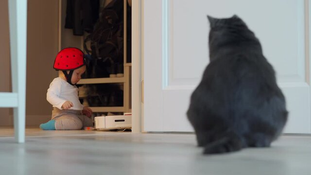 Domestic cat watching a baby playing with a vacuum cleaner, adult gray cat gray cat sits near the toddler and looks at the child, 7 month old caucasian infant exploring all around the house.