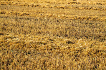 View from above field after harvest. Incredible landscapes and textures. The dug-up strips left by the combines form geometric lines stretching parallel to each other to the horizon