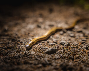 Closeup shot of a tiny snake crawling on the ground