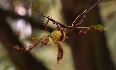 Chestnut, the fruit Horse Chestnut or also Chestnut (Aesculus hippocastanum) is a stout deciduous tree.