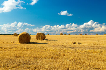 A haystack left in a field after harvesting grain crops. Harvesting straw for animal feed. End of the harvest season. Round bales of hay are scattered across the farmer's field. - obrazy, fototapety, plakaty