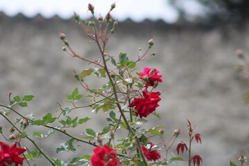 flowers in the garden