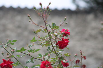 flowers in the garden