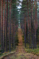 A forest trail between pines.