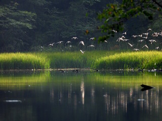 Migrating Teal come in for a landing at Timbre Ridge Lake, Ohio.