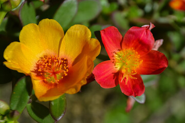 Obraz premium Amor de un rato