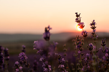 Obraz na płótnie Canvas A bush of blooming lavender on the setting sun against a pink sky with a place for text