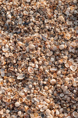 Solid background of white, yellow, brown, gray seashells in vertical format