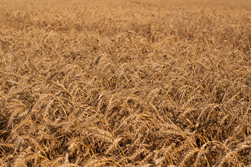 Field of yellow wheat cereals